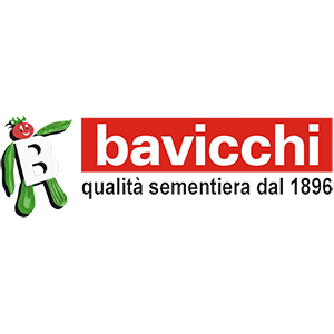 Bavicchi